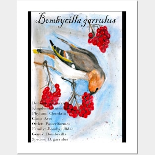 Waxwing Posters and Art